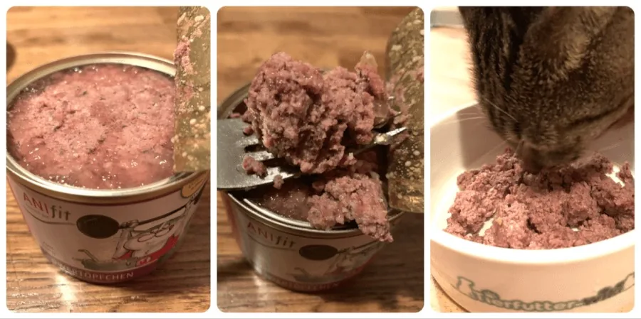 ANIfit Kittenfutter Testsieger im Praxistest ANIfit Nassfutter für Kitten und Katzen: geöffnete Dose, Futter auf der Gabel und Katze beim Fressen