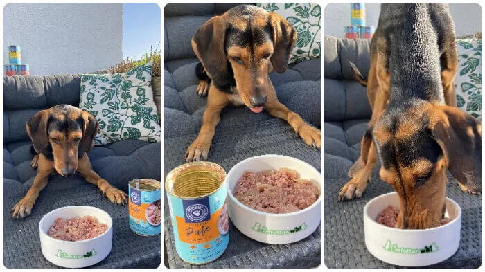 Hundefutter Test: Hund frisst Nassfutter aus dem Napf im Praxistest