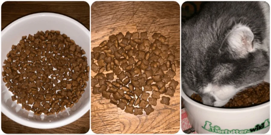 Royal Canin Kitten Trockenfutter Test